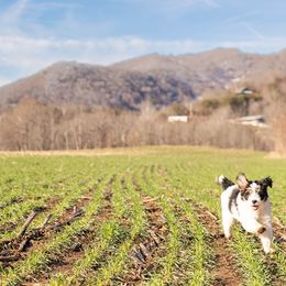 Aussiedoodle, Miniature Australian Shepherd, and Poodle Puppies from Fine and Dandy Aussiedoodles