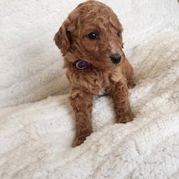 Purple - Apricot female Goldendoodle puppy in Cumming, Georgia from Chattahoochee Kennels