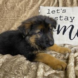 Tracker - Black and red male German Shepherd puppy in Mc Minnville, Tennessee from Hobbs Family Shepherds
