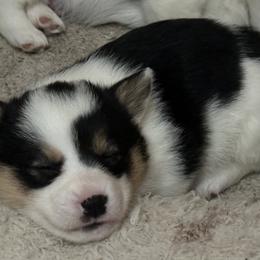 American Corgi and Pembroke Welsh Corgi Puppies from Wild West Corgis