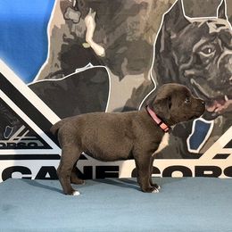 Pink Collar Gray Female - Cane Corso puppy from Da Boyz Cane Corso