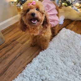 Cavapoo, Maltese, Maltipoo, and Poodle Puppies from Mt.BakerPoodles&Doodles