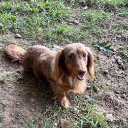 Liberty - Dachshund