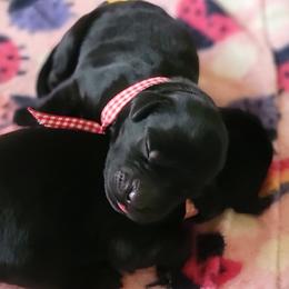 Flat-Coated Retriever Puppies from Chantal Kennel FCR's raised by Josie LeBalch