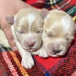 Coton de Tulear puppies from Petite Joie Puppies