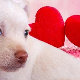 Morkies from PSD Pups