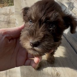 Adrien - Liver male Miniature Schnauzer puppy in West Point, Nebraska from Canyon Rose Schnauzers