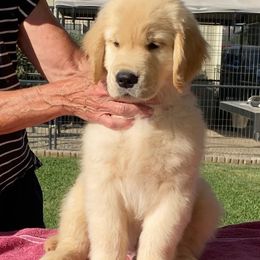 Golden Retrievers from Osprey Goldens