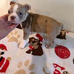Mabel - Red female Boston Terrier puppy in Tampa, Florida from Bayshore Boston Terrier’s