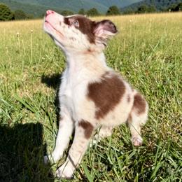 Biscuit - Red merle male Border Collie puppy in East Ellijay, Georgia from Nine Peaks Border Collies