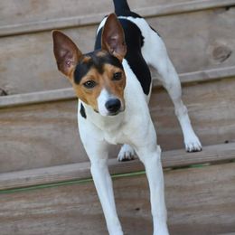 Rat Terrier Puppies from River Ridge Rat Terriers