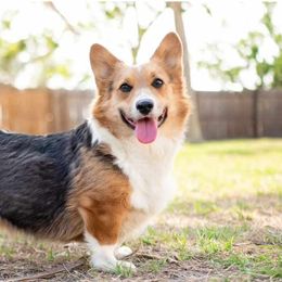 American Corgi and Pembroke Welsh Corgi All Grown Up from Constellation Corgi