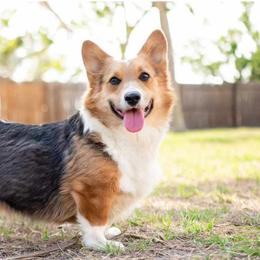 American Corgi and Pembroke Welsh Corgi All Grown Up from Constellation Corgi