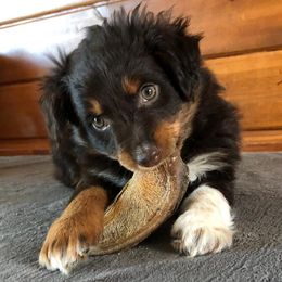 Australian Shepherds, Miniature Australian Shepherds, and Toy Australian Shepherds from Crazy Acres Aussies