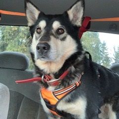Ripley - Lapponian Herder