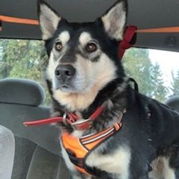 Ripley - Lapponian Herder