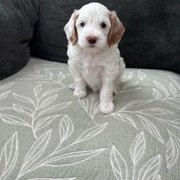 Boy 3 - Parti male Goldendoodle puppy in Elk Grove, California from Doodles by Faith
