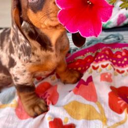 BoPeep - Dapple female Dachshund puppy in Santa Ana, California from Make Dachshunds Great Again