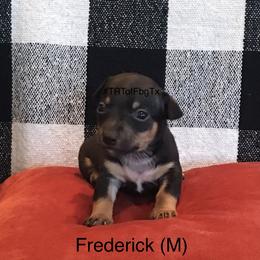 Teddy Roosevelt Terrier Puppies from Reed’s Teddy Roosevelt Terriers of FbgTx