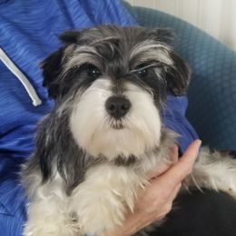 Siren - Miniature Schnauzer