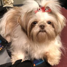 Ivy Rose - Shih Tzu