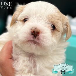 Morkie and Shorkie Puppies from Lil Luxe Pups