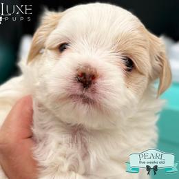 Morkie and Shorkie Puppies from Lil Luxe Pups