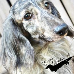 Clyde - Dachshund