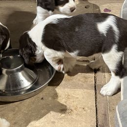 English Springer Spaniel Puppies from Desert Shadow Springers