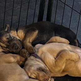 Bloodhound Puppies from Tamaron Ranch Bloodhounds