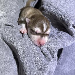 Sienna - Brown and white female Siberian Husky puppy in Avoca, Michigan from Repurposed Paradise Farm
