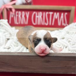 Jingle Bell - 1500 - Red male Pembroke Welsh Corgi puppy in Rozet, Wyoming from Hayday Ranch Corgis