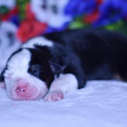Boy 1 - Black tri-color male Australian Shepherd puppy in Easton, Missouri from MMA Kennel