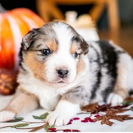 Brim - Blue merle male Miniature American Shepherd puppy in Tonopah, Arizona from King's Miniature American Shepherds