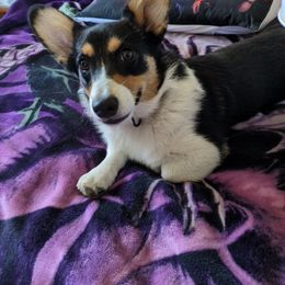 Sage - Pembroke Welsh Corgi