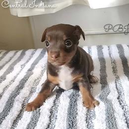 Teddy Roosevelt Terrier puppies from Boles Family Farm