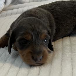 Milo - Blue and tan male Dachshund puppy in Hillsville, Virginia from Bonderosa Kennels