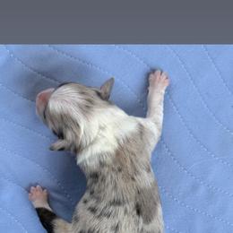 Miniature American Shepherd and Toy Australian Shepherd Puppies from Southern L Aussies