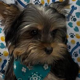 Miso - Black and tan male Yorkshire Terrier puppy in Lebanon, Kentucky from Mosaic Merle Doodles