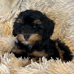 Onyx - Black and tan male Cavapoo puppy in Gap, Pennsylvania from Luxe Cavapoo LLC