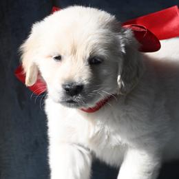 Boy 2 - Light golden male Golden Retriever puppy in Loveland, Colorado from Grateful Bernese & Gage's Goldens