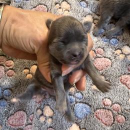 Blue girl 7,500 - Blue and tan female Chihuahua puppy in Summerfield, Florida from Uey’s Chihuahuas