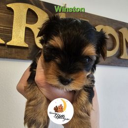Winston - Black and gold male Yorkshire Terrier puppy in Moses Lake, Washington from Harmony Hills Yorkies