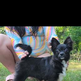 MIDNIGHT - Chihuahua