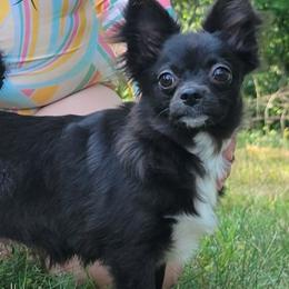 MIDNIGHT - Chihuahua