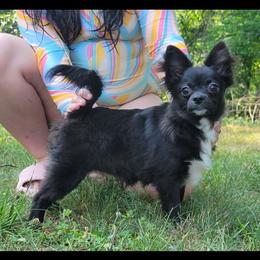 MIDNIGHT - Chihuahua