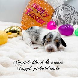 Castiel - Dapple male Dachshund puppy in Prairieville, Louisiana from Southern Barron Danes & Dachshunds