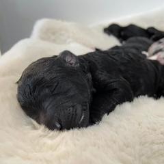 Bordoodle Puppies from Coast Redwoodles