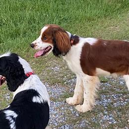 English Springer Spaniels from Blackberry Pond Springer Spaniels