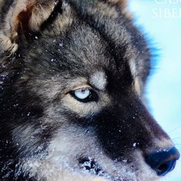 Siberian Huskies from Cascade Siberians